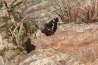 Araschnia levana