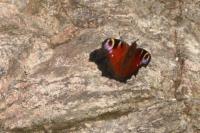 Aglais io