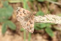 Carcharodus alceae