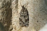 Scoparia basistrigalis