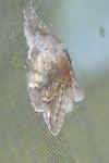 Stauropus fagi