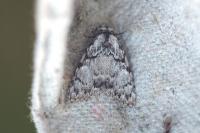 Meganola strigula