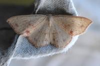 Cyclophora punctaria