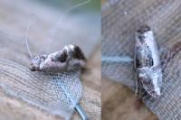 Elaphria venustula