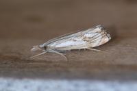 Catoptria falsella