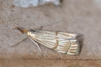 Chrysocrambus linetella