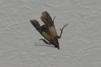 Plodia interpunctella