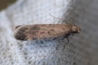 Pexicopia malvella