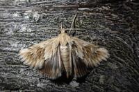 Cynaeda dentalis