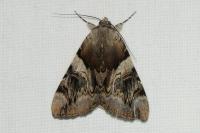Catocala fulminea