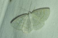 Cabera exanthemata