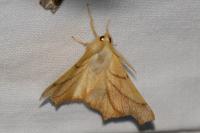 Ennomos fuscantaria