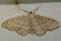 Idaea aversata
