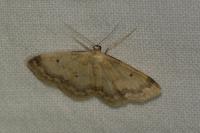 Idaea biselata