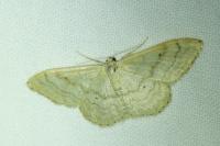 Idaea deversaria