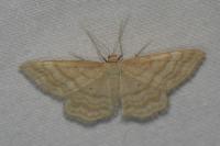 Idaea macilentaria