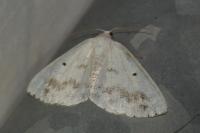 Lomographa temerata