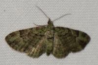 Pasiphila rectangulata