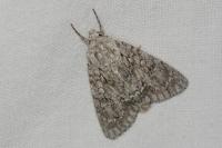 Acronicta aceris