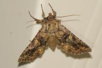 Conisania luteago
