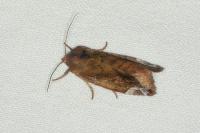 Cosmia pyralina
