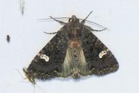 Melanchra persicariae