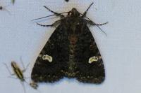 Melanchra persicariae