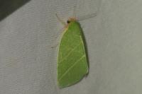 Bena bicolorana