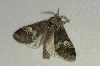 Drymonia querna