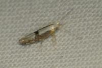 Argyresthia spinosella