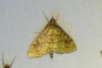 Anania verbascalis