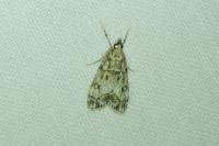 Eudonia lacustrata