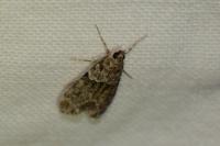 Eudonia mercurella