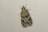 Scoparia basistrigalis