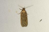 Depressaria daucella
