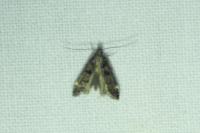 Dichomeris alacella