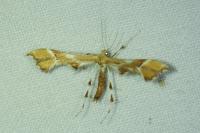 Cnaemidophorus rhododactylus