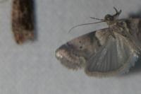 Acrobasis consociella
