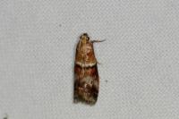 Acrobasis repandana