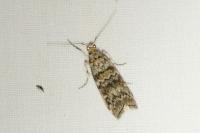 Dioryctria abietella