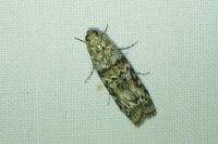 Dioryctria abietella