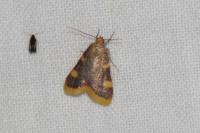 Hypsopygia costalis