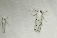 Myelois circumvoluta