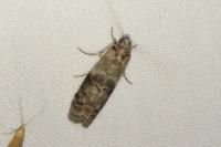 Phycita roborella