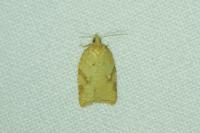 Acleris