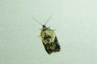 Acleris variegana