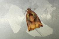 Archips podana