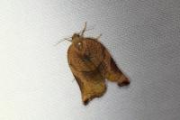 Archips podana