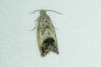 Cydia splendana