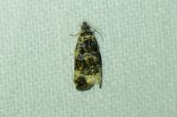 Endothenia